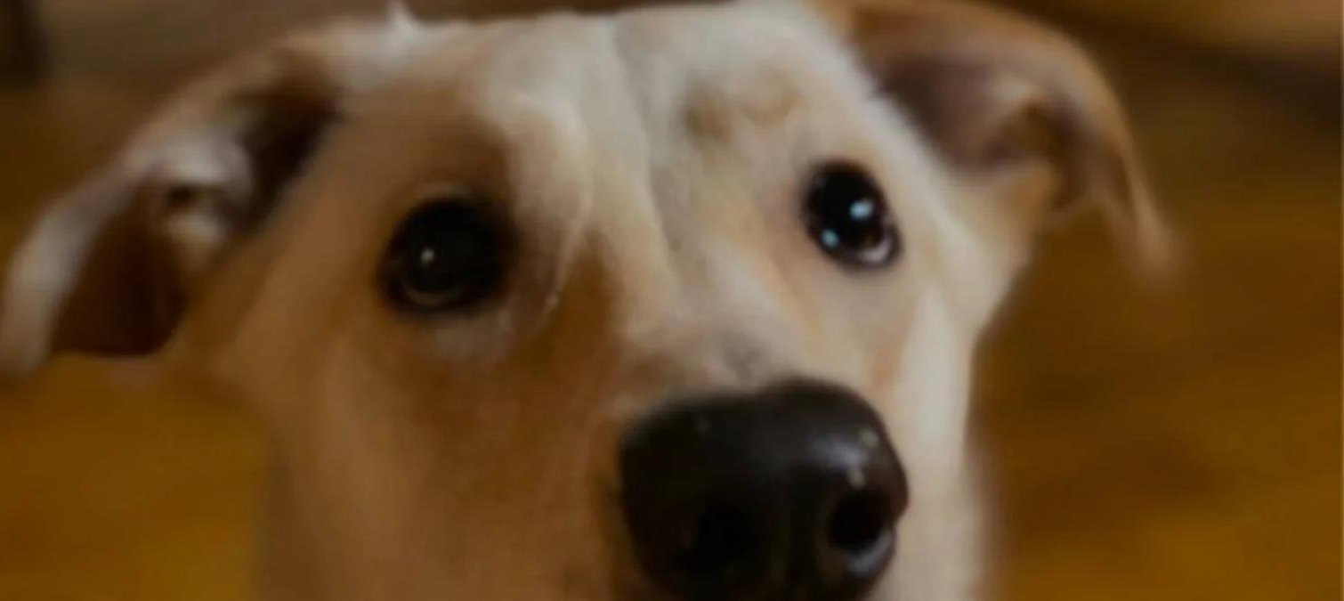 Buddy the dog, the restaurant's namesake